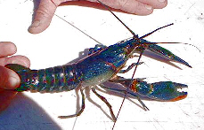 Raise Giant Freshwater Lobsters!  Click the image to see the farm!