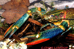 Red claw have exotic coloration...from crayfishworld.com