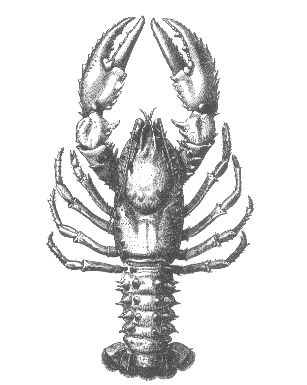 A n 1800's drawing of an Austraian Freshwater Crayfish