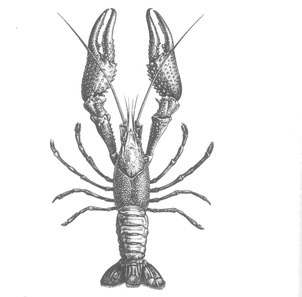 An 1800's drawing of an American Crayfish.