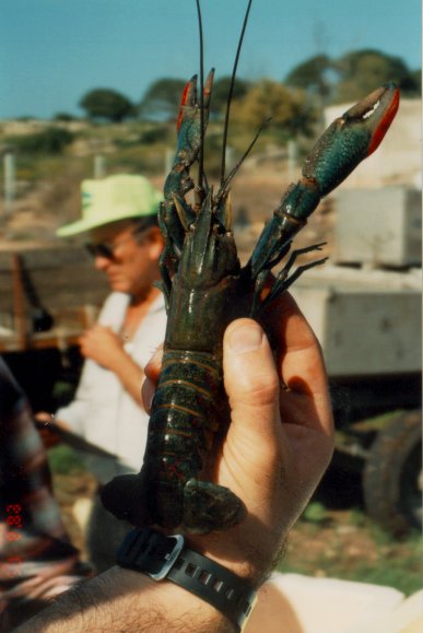 Raise Giant Red Claw Freshwater Crayfish !